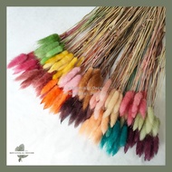 Dried Candy Colour Lagurus/Rabbit Tail Kelinci Bunga Kering Warna