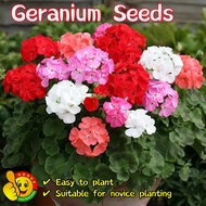 100% Original Mixed Colors Geranium Seeds Flower Seeds for Planting (Fresh 100pcs Seeds) Bonsai Flow