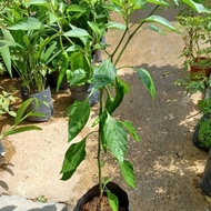 Pokok Cili Kampung, Cili Besar, Cili Padi