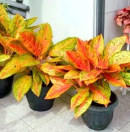 Aglonema Big Roy Bunga Hias