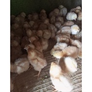 (GROSIR) ayam telur - ayam petelur - doc petelur - bibit petelur merah