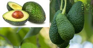 Berjaya Plant Nursery - Pokok Avokado/Avocado(Pokok Buah Hidup/Buah-buahan/Real Live Fruit Tree)