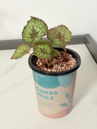 🪴秋海棠 (Begonia rex hybrid）【秋海棠色澤多變，形態萬千，斑紋出眾，葉比花嬌，易打理，是不錯的室内觀葉植物。植物連圖中吸水盆🌳】