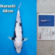 ikan koi antik import jepang ikarashi matsukawabake sertifikat