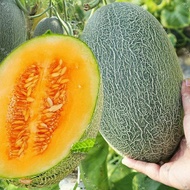 5 Pcs Benih Rock Melon seeds Orange Red Flesh/Manis Madu HAMI MILON Seeds Ready Stock Sarawak