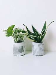 植樹-水泥圓柱3寸盆/可搭配油畫白金葛/虎尾蘭