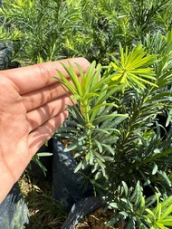 Podocarpus macrophyllus. small size leaf. 罗汉松. 小叶. 雀舌 🌿