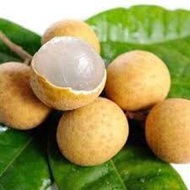 Anak Pokok Longan Tangkai Mas Hybrid