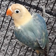 Adeeva Point | Burung Lovebird | Biola PB Dark Blue
