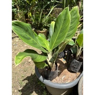 Aglonema Emerald Green