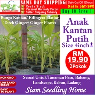 Anak Pokok Bunga Kantan Putih Size 4inch Etlingera Elatior Torch Ginger Taman Bandar Pasu Balcony Ke