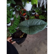 Alocasia Bisma