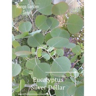 *Rare* Silver Dollar Eucalyptus  Seeds - 5 Seed *Pot Friendly* Tanam Pasu Besar, Biji Benih Eucalyptus 桉树 - Mango Garden