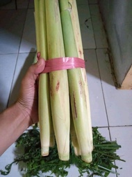 Terlaris Terubuk Sayur/Endog Tebu/Telor Tebu