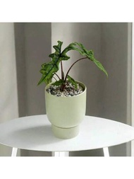 CHAIV 1入組高端奢華蝴蝶蘭花瓶裝飾品，附高腳陶瓷花盆托盤，適用於熱帶植物如葉子類植物、火鳥花等