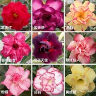 🌹🌺【Fresh Seed】Imported desert rose seeds are easy to grow, grow and live