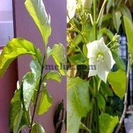 MDC- Anak Pokok Kesidang  kerak nasi  tikam seladang Anak Pokok bunga wangi fragrant flowers Tanaman Benih Garden Seed Seeds