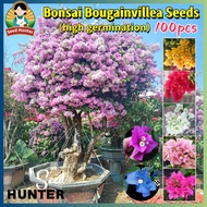 Fresh Dwarf Bougainvillea Seeds for Planting Flowers (Mixed Color 100 Seed) Balcony Potted Bougainvi