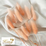 Dried Candy Colour Lagurus Rabbit/ Bunny Tail Cream White Bunga Kering - PEACH