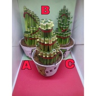 Lucky bamboo full package
