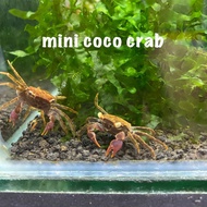 mini fresh water crab 100% water (submersed) decoration aquarium