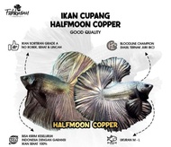 ikan cupang HM cooper ori thailand VVIP GRED A++ SPECK CONTES . jantan / male .size dewasa indukan.