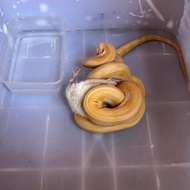 Retic Albino Tiger Lavender