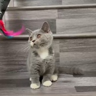 kucing british shorthair / kucing BSH munchkin / kucing munchkin 2