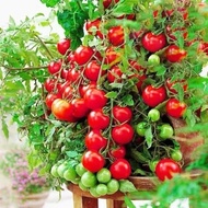 Dwarf Cherry Tomato Seeds (20 pcs) - Pot Planting Renek Tomato Seeds