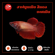 ปลากัดฮาฟมูน สีแดง  เพศเมีย มีประกันสินค้า เก็บเงินปลายทางได้