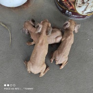 guinea pig skinny