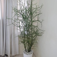 tanaman hias patah tulang/kayu urip tanaman euphorbia tirucalli