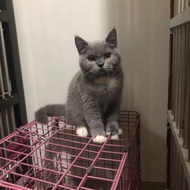 BSH british shorthair bicolor betina kucing