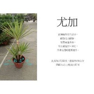 心栽花坊-尤加/象腳王蘭/銀葉/1尺2/含盆高約150/室內植物/觀葉植物/售價1200特價1000