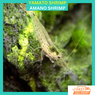 RFA Shrimp Yamato Shrimp / Amano Shrimp (High Imported Grade)