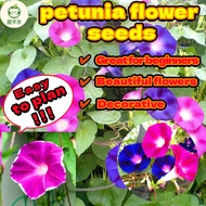 Low Morning Glory Seeds Mixed Glory Seeds Mixed Colors Morning Glory Seeds Morning Glory Seeds Morni