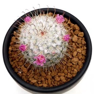 Real Succulent Fengming Pill Succulent Four Seasons Plant Cactus Balcony Cactus Radiation Protection