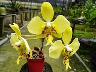 珍稀原生蘭 P. stuartiana var. nobilis(花瓣黃+唇瓣黃)j勿下標