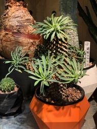Euphorbia bupleurifolia 鐵甲麒麟