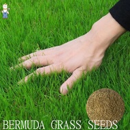 BERMUDA GRASS SEEDS (300 seed/pack) - Lawn Grass Seeds / Grass Carpet seeds / Special grass seeds