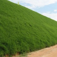 【In stock】 100pcs Lawn Seed Courtyard Villa American Four Seasons Rye Grass Seeds