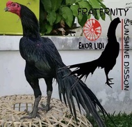 TELUR AYAM BANGKOK TANGGUH EKOR LIDI UNTUK DITETASKAN