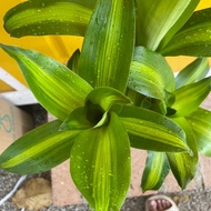 H2O - Draceana 2+1 铁树 2+1 Live Plant