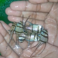 ikan hias laut capung Ambon