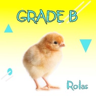 DOC ANAK AYAM PETELUR LAYER PETELOR BIBIT ISA BROWN BETINA GRADE B