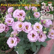 เมล็ดพันธุ์ ยูสโตมา ดอกสีชมพู บรรจุ 20เมล็ด Pink Eustoma Flower Seed เมล็ดดอกไม้ บอนสีพันหายาก ต้นไม้มงคล บอนสี เมล็ดบอนสี บอนไซ ต้นไม้ ไม้ประดับมงคล ดอกไม้จริง ต้นบอนไซ พันธุ์ดอกไม้ ดอกไม้ปลูกสวยๆ แต่งบ้านและสวน ปลูกง่าย ปลูกได้ทั่วไทย Seeds for Planting