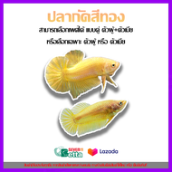 ปลากัด GOLDEN BETTA สีทอง (มีตัวเลือก เพศผู้/เพศเมีย และแบบคู่ ผู้+เมีย กรุณาอ่านก่อนกดสั่งซื้อ)  มีเก็บเงินปลายทาง