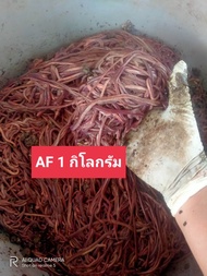 ไส้เดือน AF บรรจุ 1 กิโลกรัม
