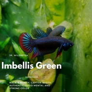 Wild Betta Imbellis Green - Ikan Cupang Alam Hijau