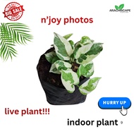 live n'joy photos indoor plant.used for,hanging,vertical garden and,ground cover.3x3 pot
